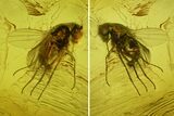 Two Fossil Flies (Diptera) In Baltic Amber #150699-1